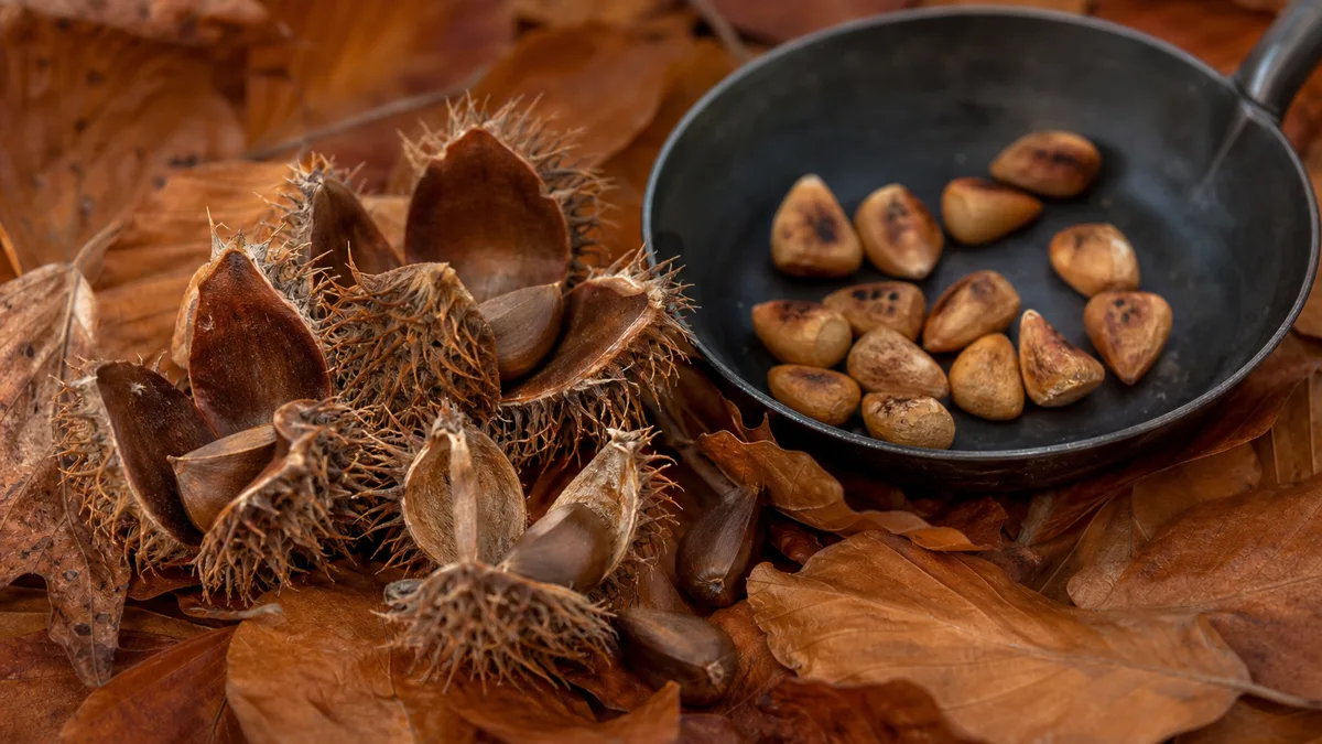 Geöffneter stacheliger Fruchtbecher mit zwei dreikantigen, glänzend braunen Bucheckern auf Herbstlaub