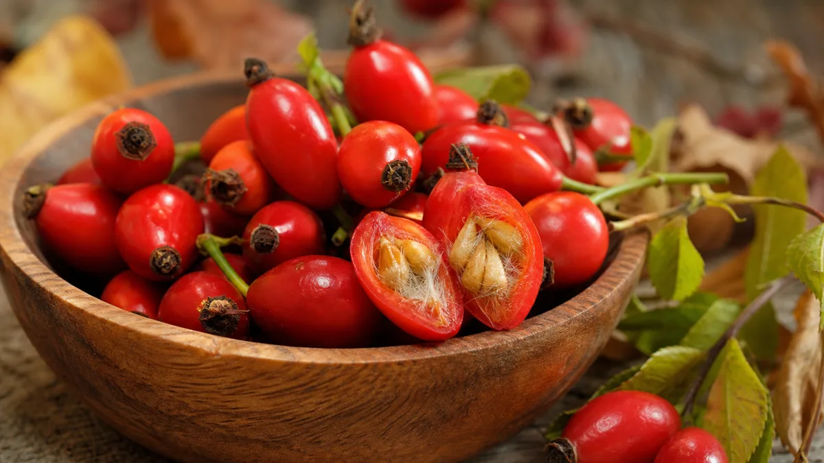 Reife rote Hagebutten an einem Zweig der Hundsrose, eine Frucht daneben aufgeschnitten mit sichtbaren Kernen und Härchen