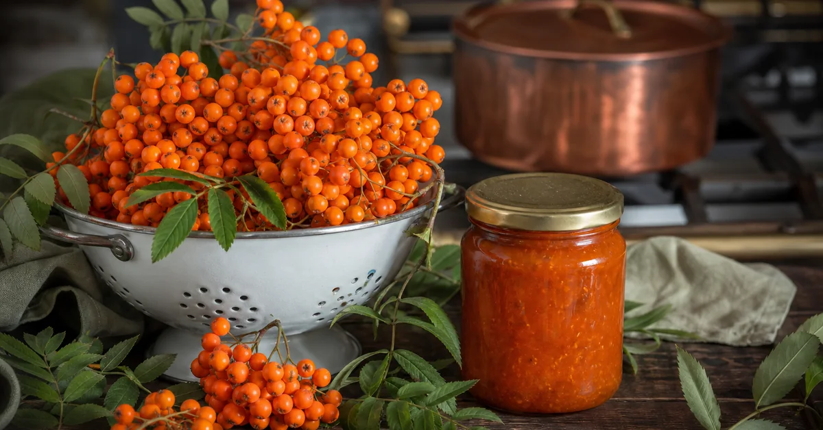 Leuchtend rote Vogelbeeren in dichten Dolden an einem Ebereschenzweig vor spätsommerlichem Laub